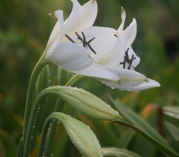 Tulip-shaped Crinum jagus blooms with morning dew