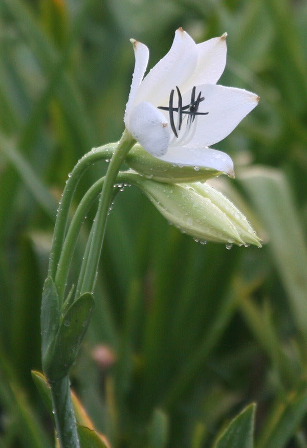 Crinum jagus bloom and bud with morning dew