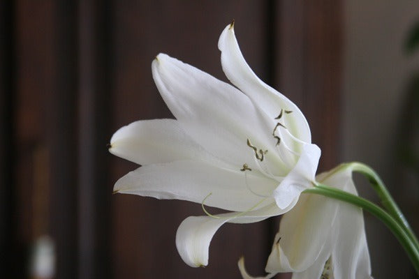 Crinum jagus bloom in profile