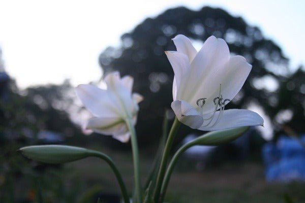 Crinum jagus blooms in the evening