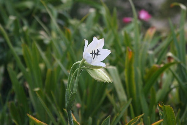 Crinum jagus bloom among garden foliage