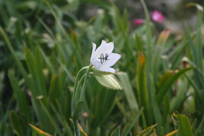 Crinum jagus bloom among garden foliage