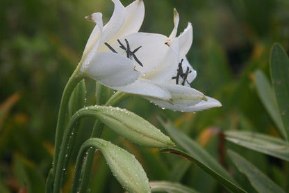 Dew-covered Crinum jagus blooms