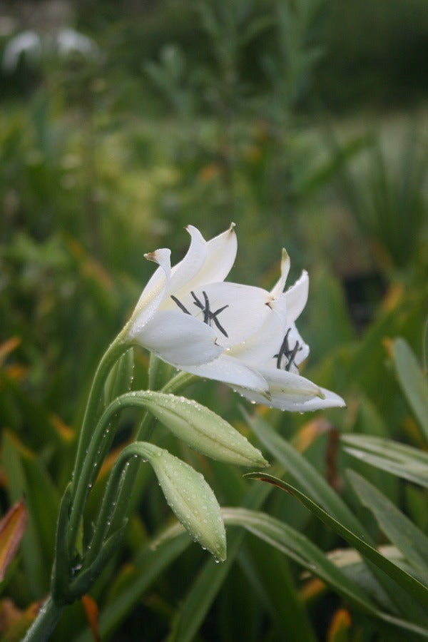 Crinum jagus blooms and buds in the field