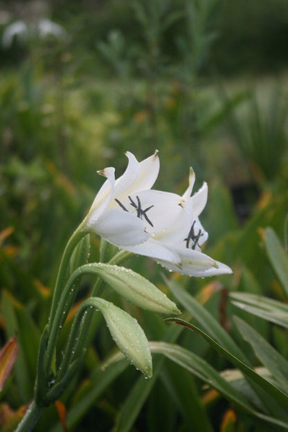Crinum jagus blooms and buds in the field