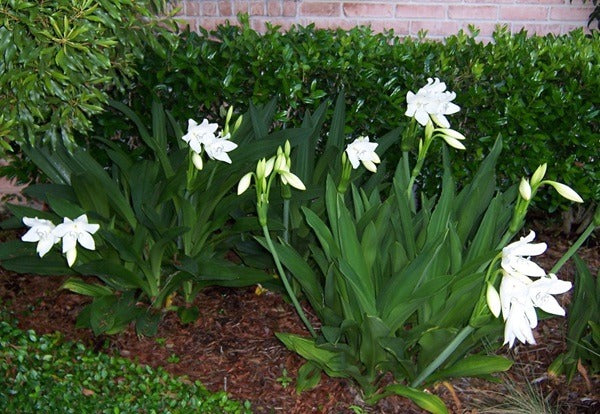 Crinum jagus clumps in bloom with upright foliage in a landscape bed