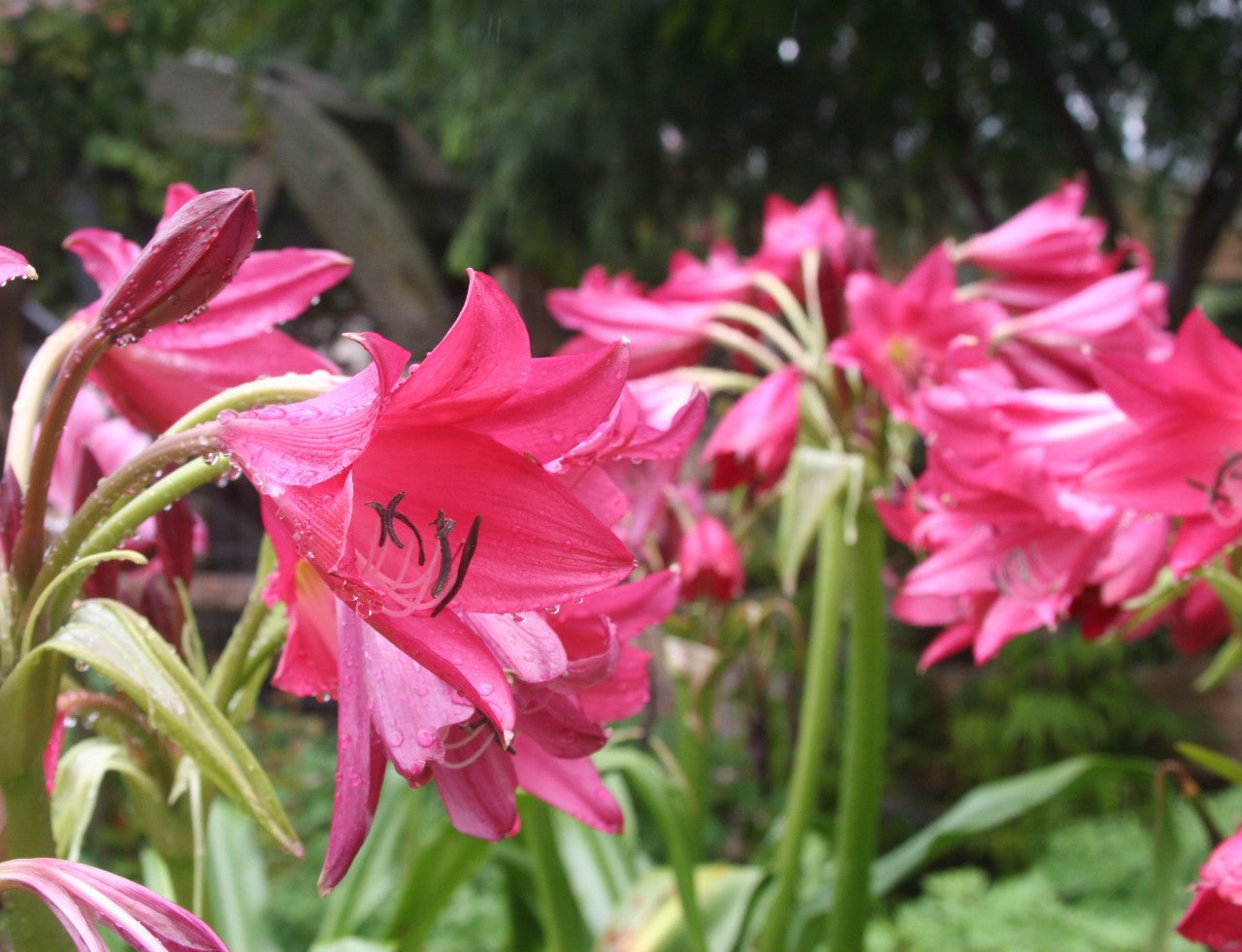 Crinum 'Ellen Bosanquet' - 1 bulb