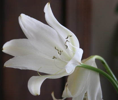 Crinum 'Jagus' - 1 bulb