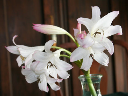 Crinum Mrs. James Hendry - 1 bulb
