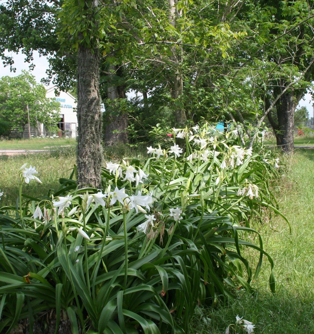 (Pack of 1) A wonderfully tough white crinum. Can be planted through the fall in the South before winter sets in. Zones 7-10