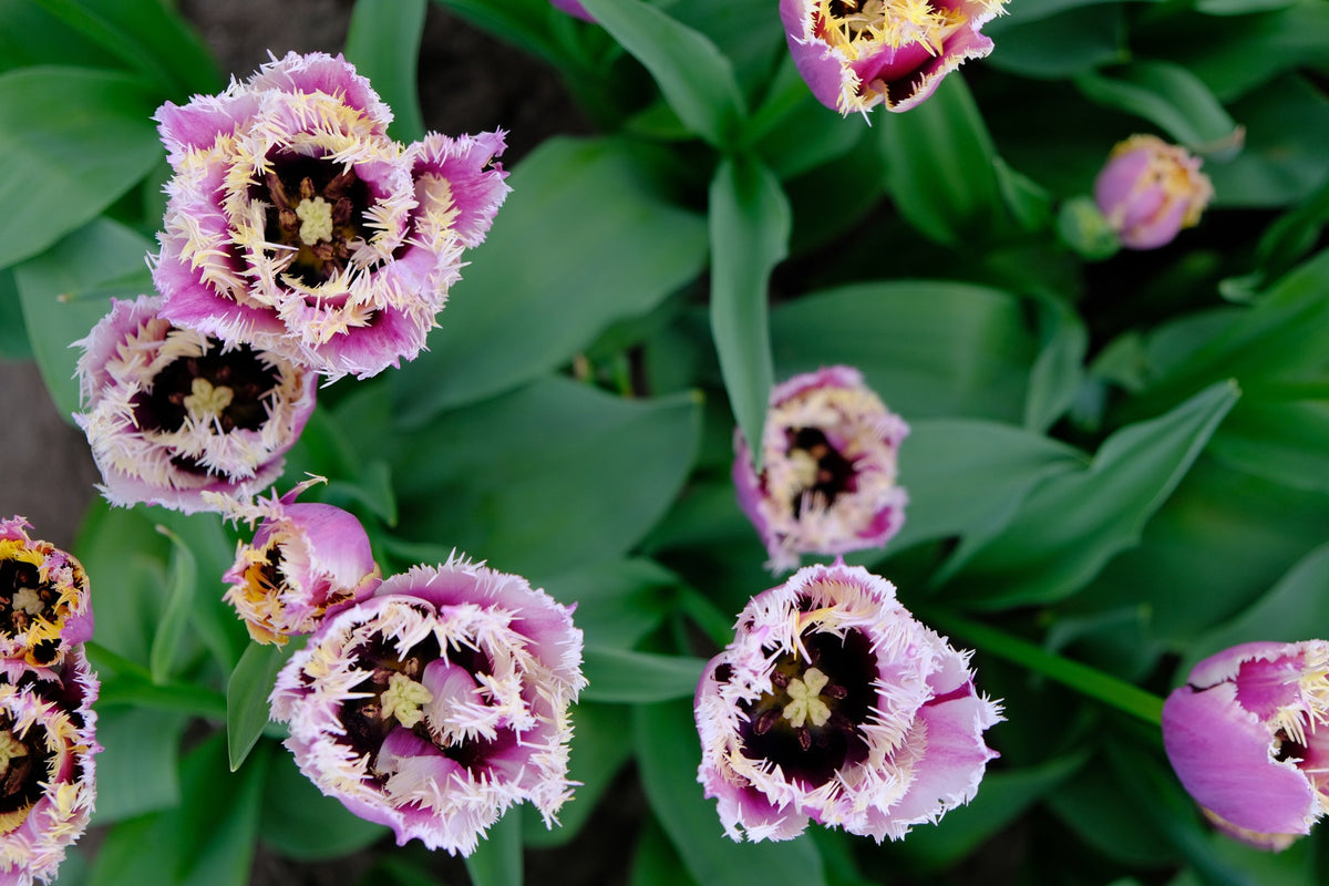 Tulip 'Crunchy Cummins'