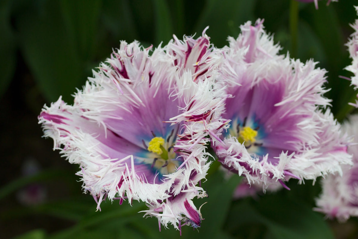 Tulip 'Crunchy Cummins'