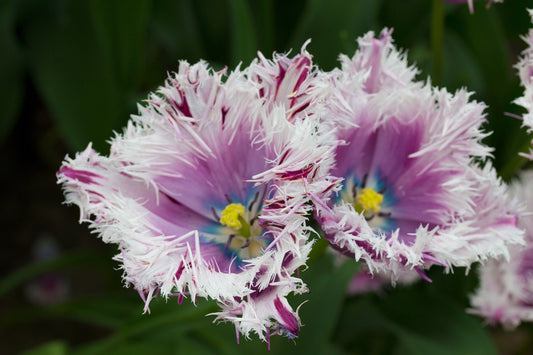 Tulip 'Crunchy Cummins'