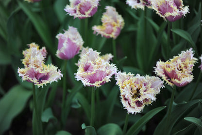 Tulip 'Crunchy Cummins'