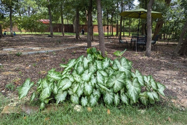 Caladium 'Aaron' - 5 tubers