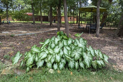 Caladium 'Aaron' - 5 tubers