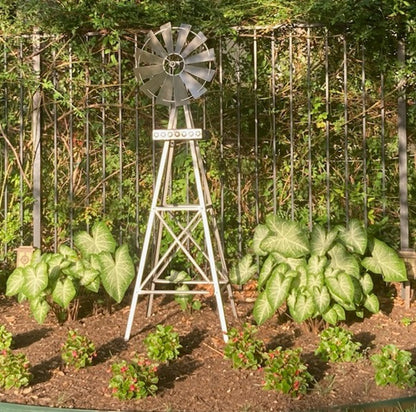 Caladium 'Aaron' - 5 tubers