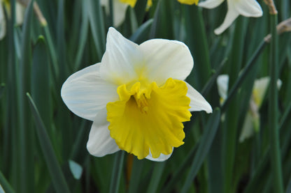 Daffodil 'Goblet'