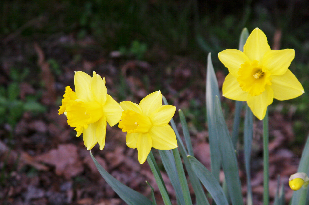 Southern Bulbs Daffodil Carlton - Thumbnail 2