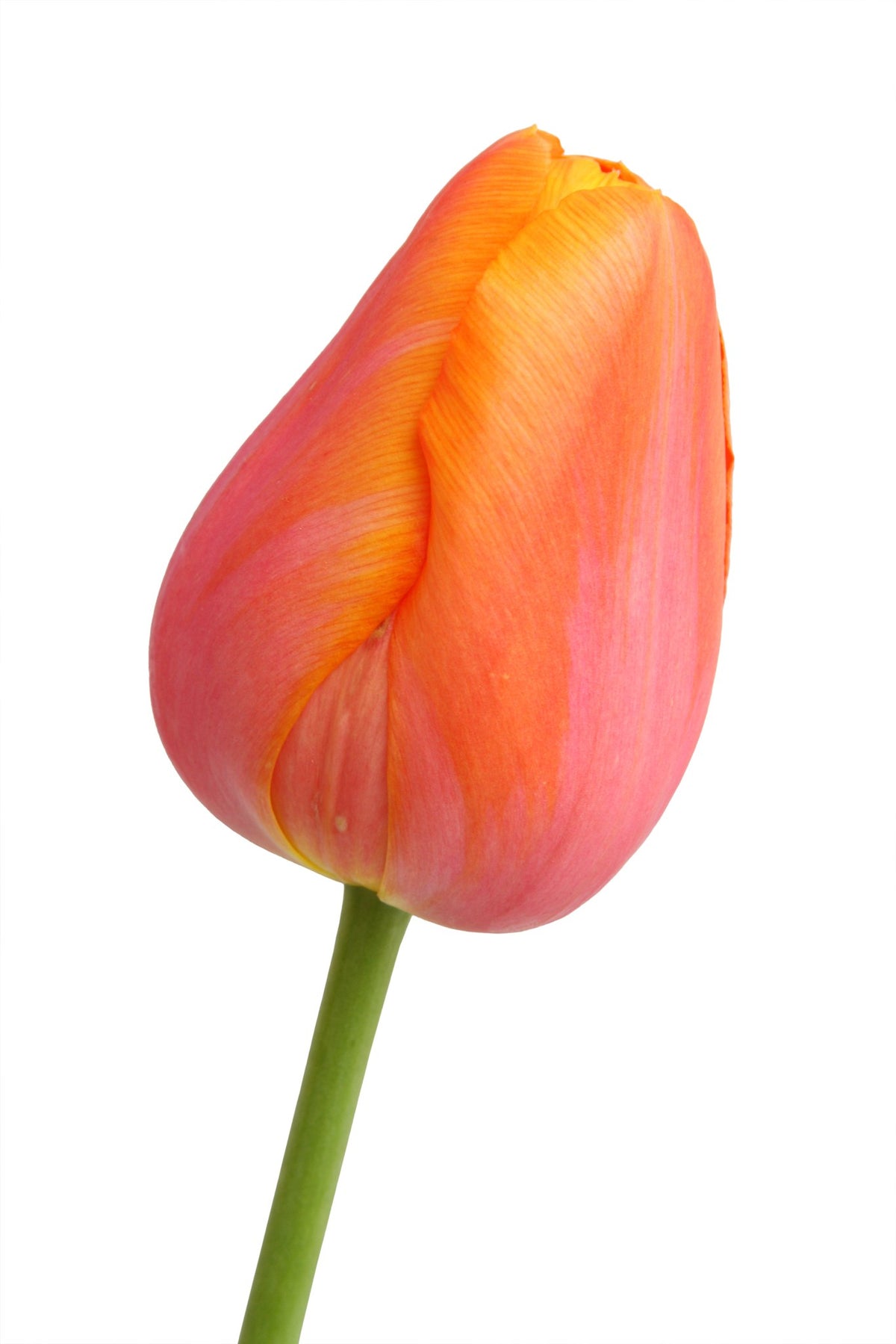 Tulipa 'Dordogne'