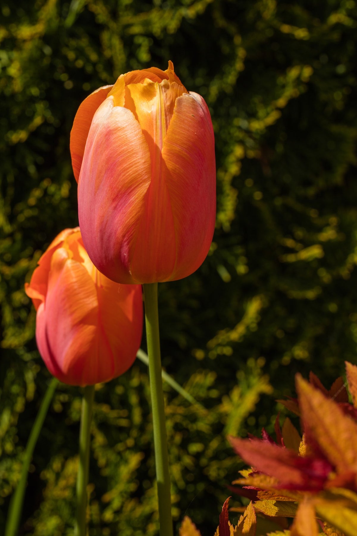 Tulipa 'Dordogne'