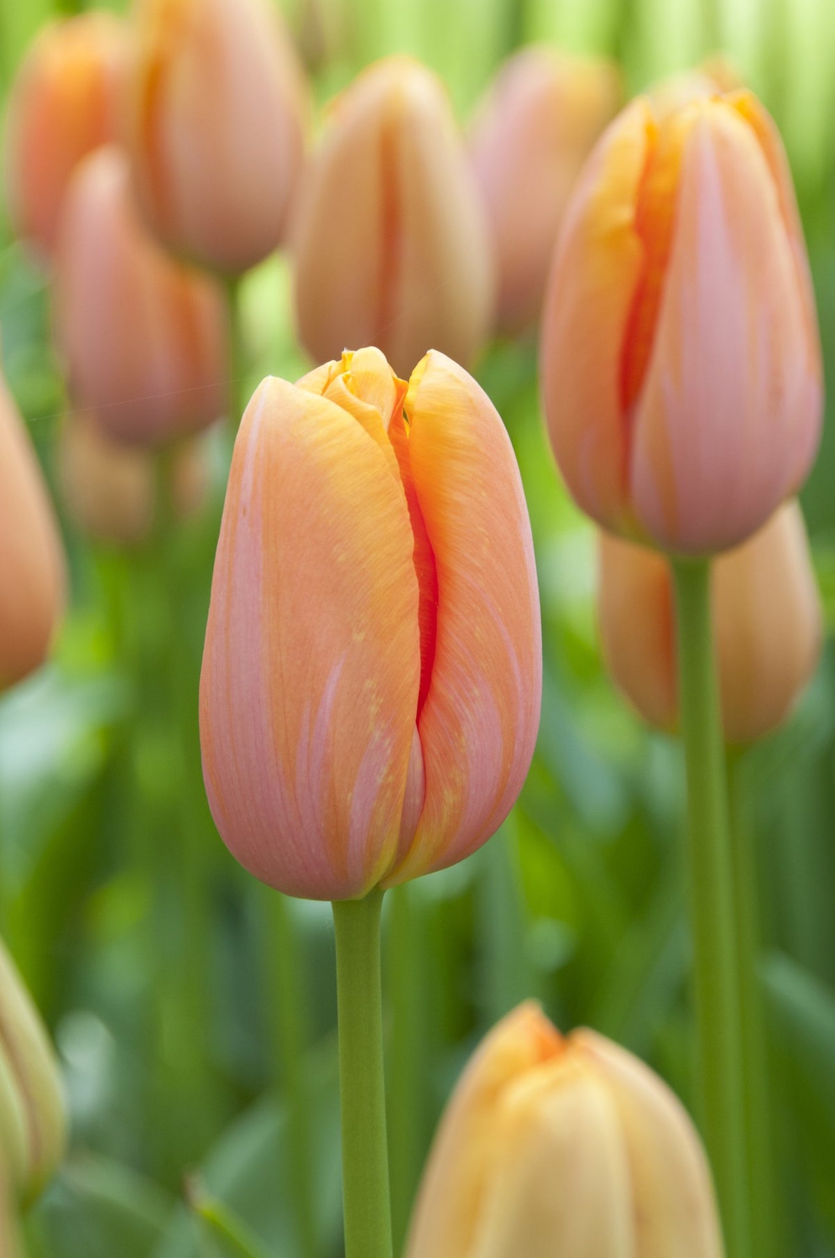 Tulip 'Dordogne'