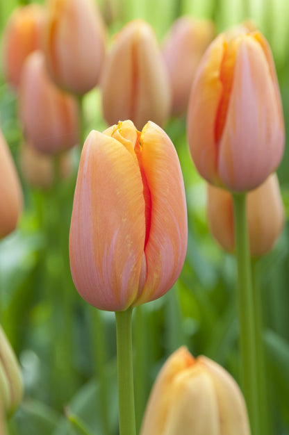 Tulip 'Dordogne'