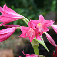 Crinum 'Ellen Bosanquet' - 1 bulb