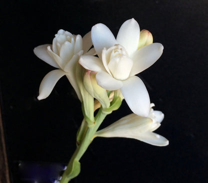Double Tuberose (Polianthes)- 5 tubers