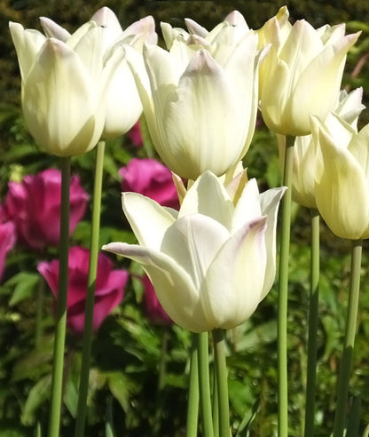 Tulip 'Elegant Lady'