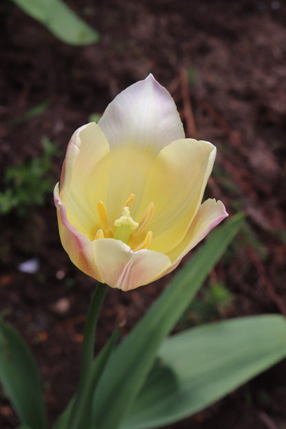 Tulip 'Elegant Lady'