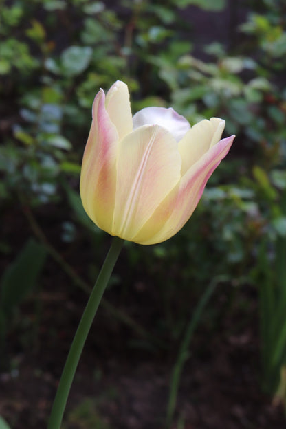 Tulip 'Elegant Lady'