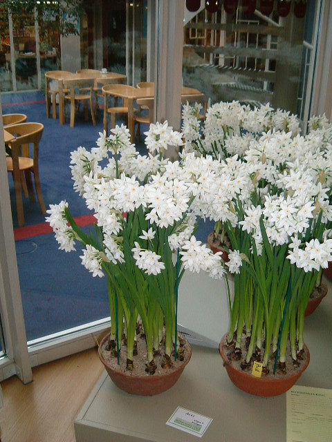 Pots of paperwhite Narcissus 'Ariel' in full bloom — solid bouquets of white flowers on short, strong stems