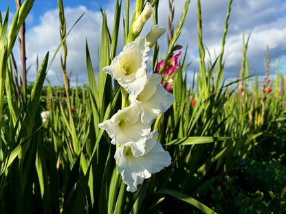 White gladiolus 'Thursday's Child' in the garden