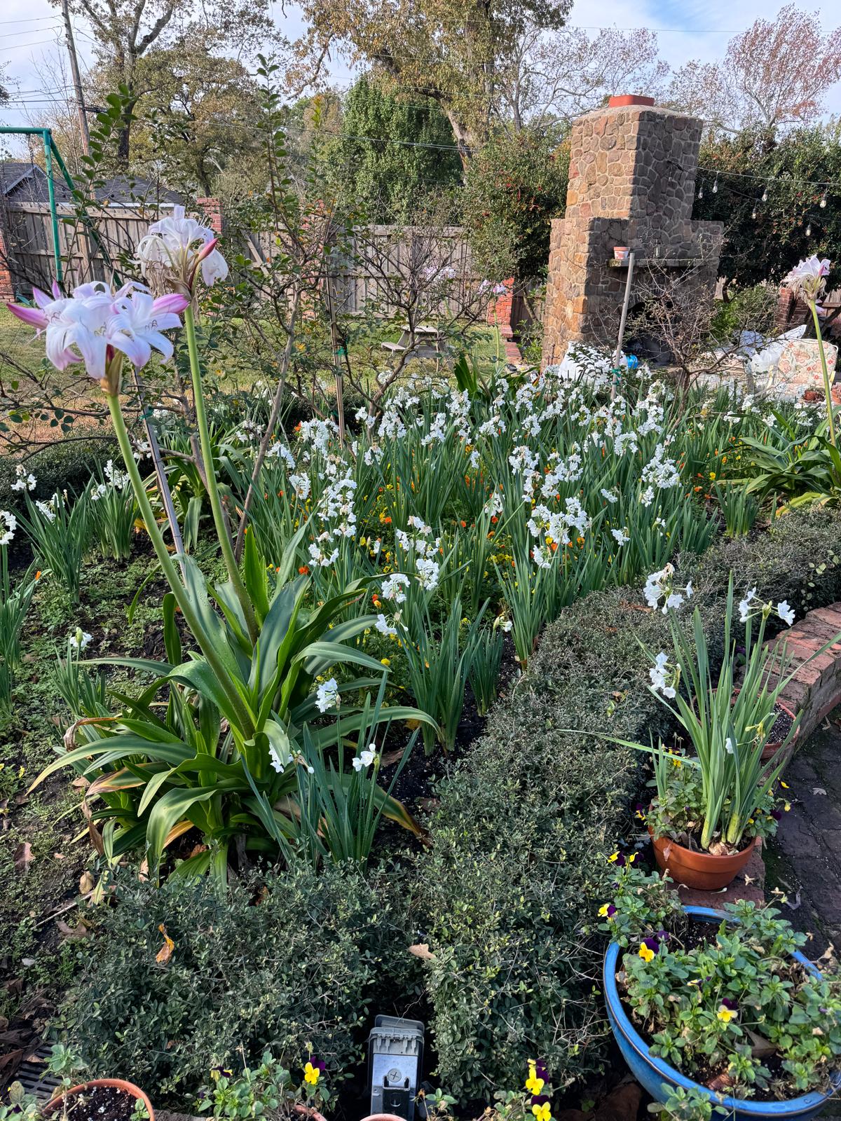Paperwhites naturalized through a backyard garden bed
