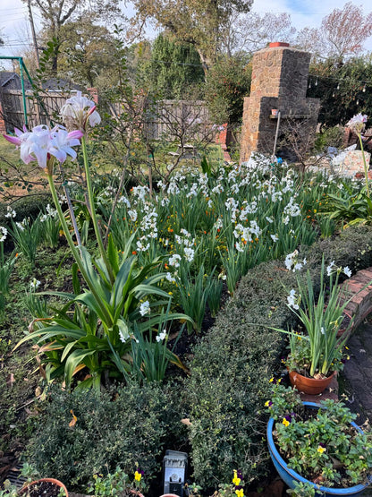 Paperwhites naturalized through a backyard garden bed