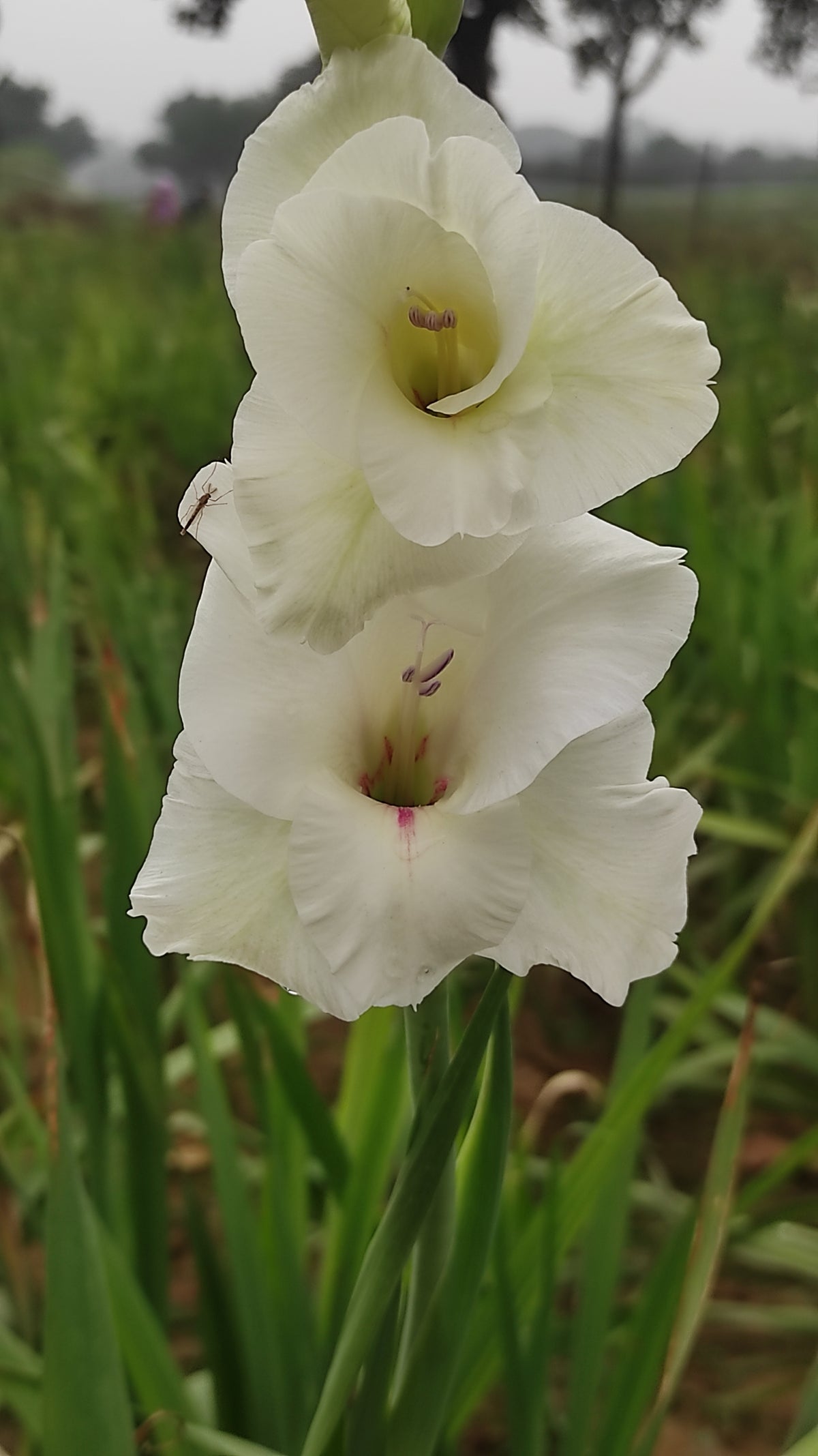 White gladiolus 'Thursday's Child' flowers up close