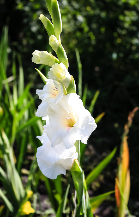 Gladiolus 'Thursday's Child' white gladiolus in bloom