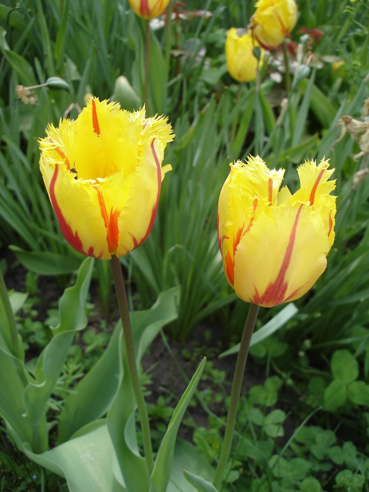 Tulipa 'Flamenco'