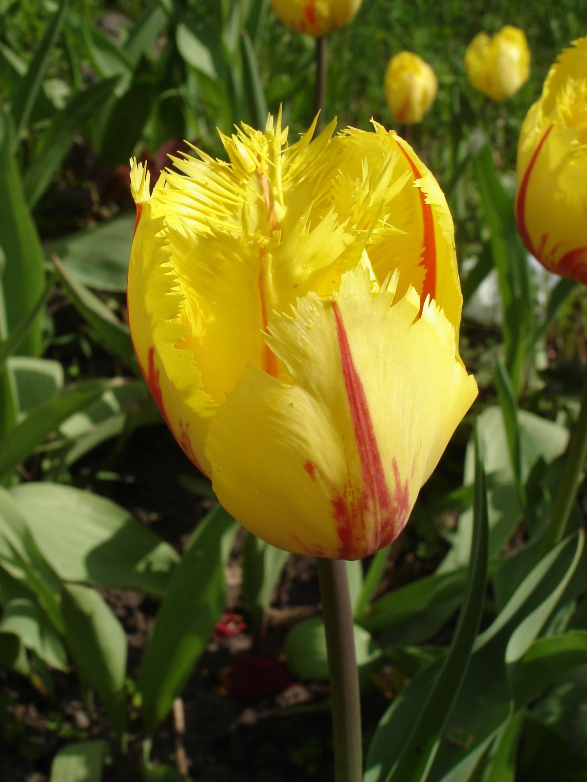 Tulip 'Flamenco'