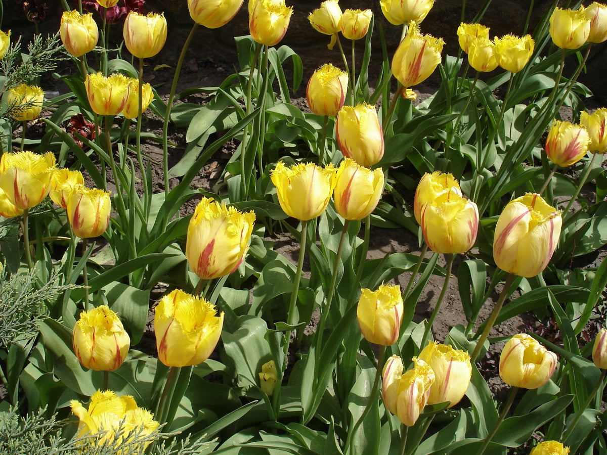 Tulip 'Flamenco'