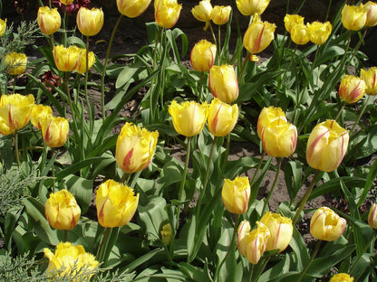Tulip 'Flamenco'