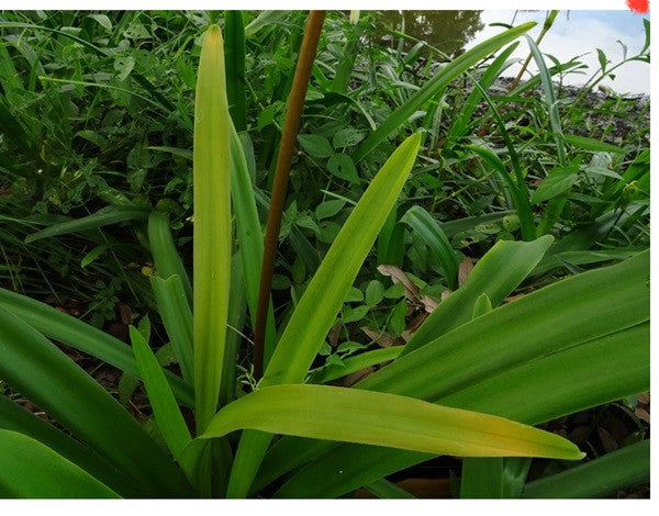 Crinum americanum (native) - "Swamp Lily" - 1 Bulb
