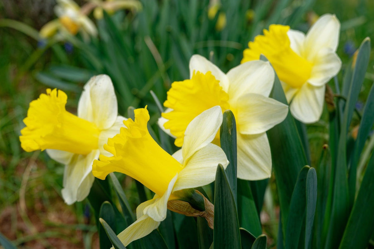 Daffodil 'Goblet'