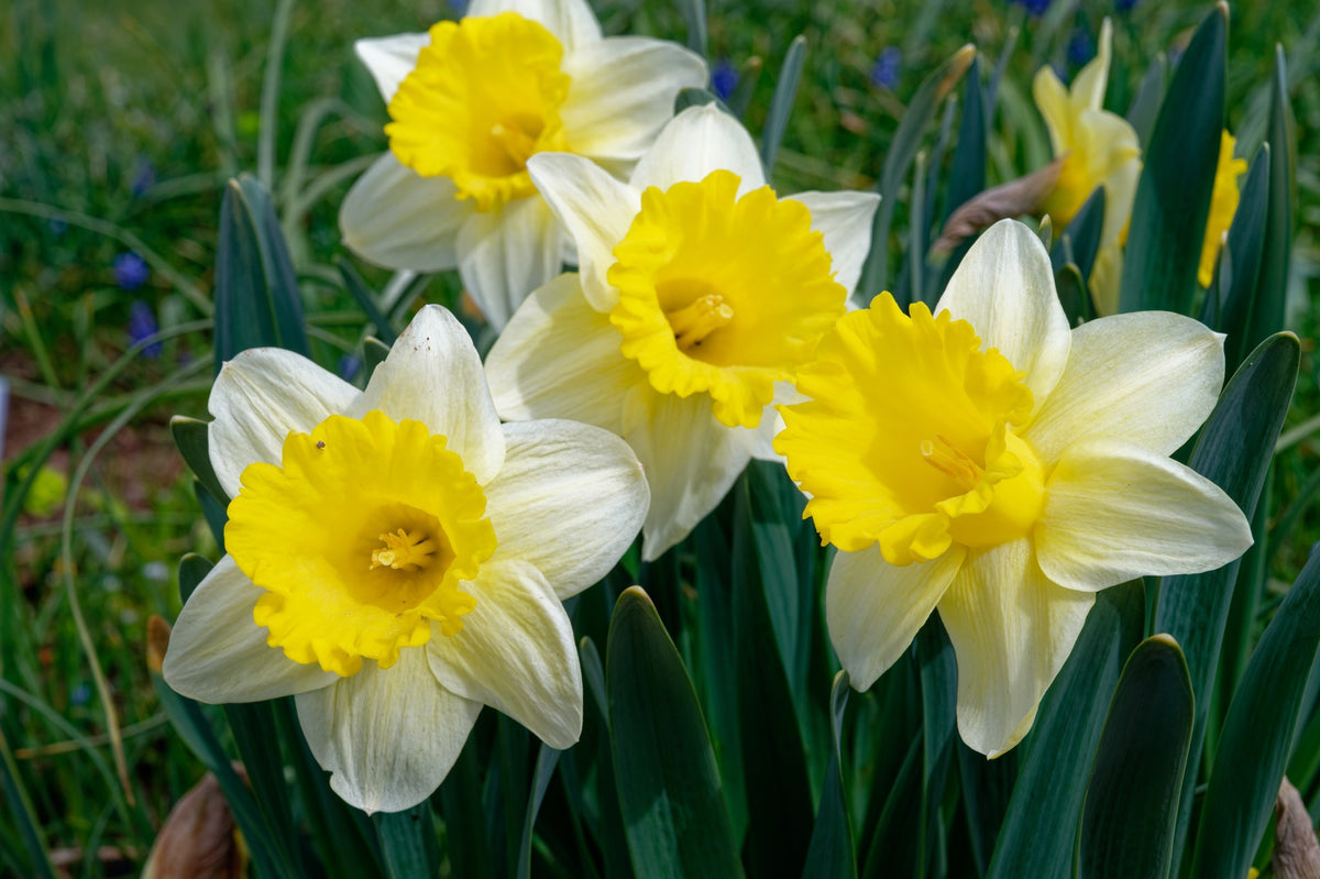 Daffodil 'Goblet'