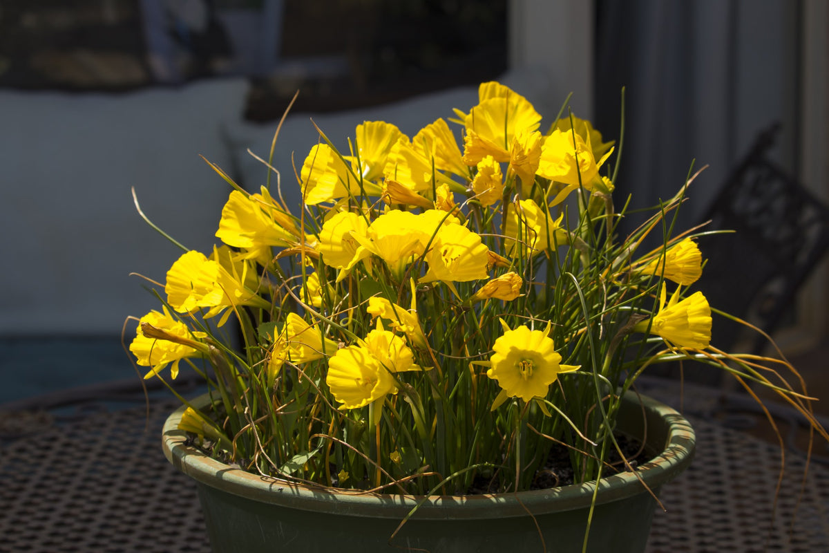 Daffodil 'Golden Bells'