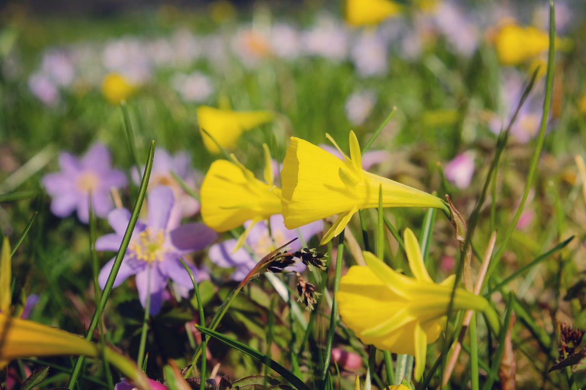 Daffodil 'Golden Bells'