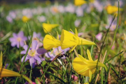 Daffodil 'Golden Bells'