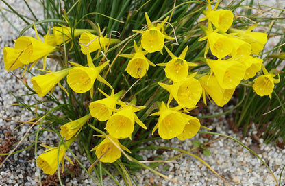 Daffodil 'Golden Bells'