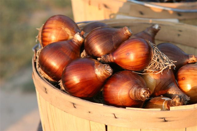 Heirloom 'Grand Primo' - 10 bulbs